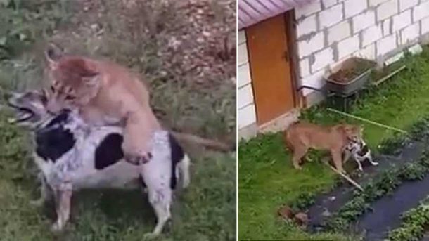 Puma, köpeği ensesinden yakaladı