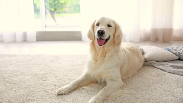 Labradorunuzu Mutlu ve Sağlıklı Tutmanın 7 Yolu