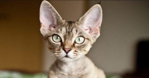 Çılgın Kedi İnsanı Olduğunuzu Gösteren 9 İşaret